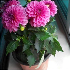 Big Dahlia (Pink) - Ground Cover
