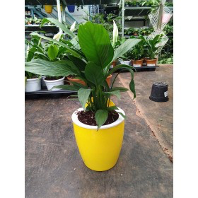 Yellow-White Self Watering Hanging Planter Flower Pot�