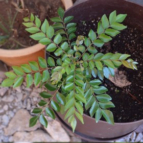 Curry Leaves- Kadi Patta- Murraya koenigii- - Medicinal Plant