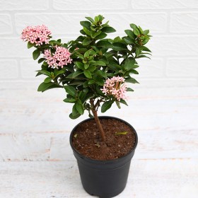 Ixora Mini Dwarf (Pink)