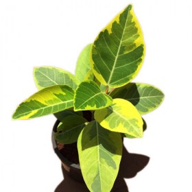 Ficus Benghalensis Variegata- Banyan Varie