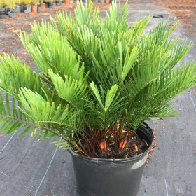Zamia pumila - Plan