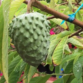 Annona atemoya- Lakshmana phal - Medicinal Plant