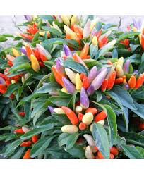 Capsicum Annum- Ornamental Chilli�