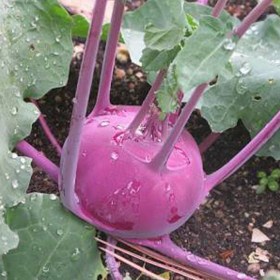 Knol khol red