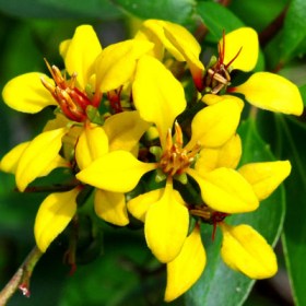 Galphimia Glauca