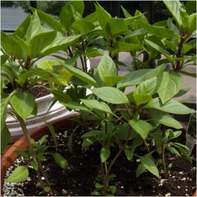 Thai Basil� - Medicinal Plant