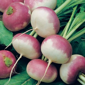 Turnip purple top