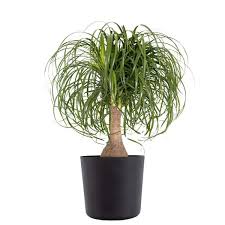Elephant Palm