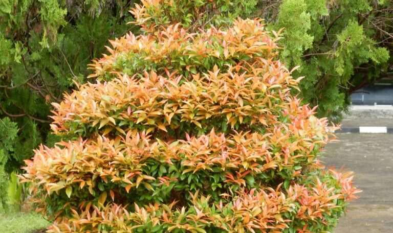 Ujinia Plant / Eugenia