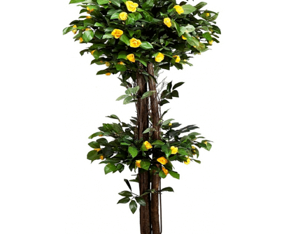Yellow Camellia Double Topiary Plant