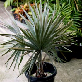 Bismarckia Palm�