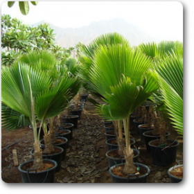 Pritchardia pacifica