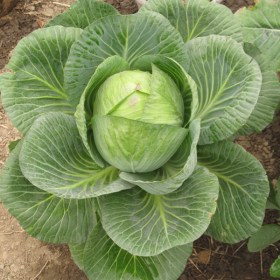 Cabbage poi