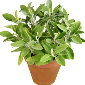 Sage- Sefakuss�