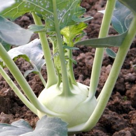 Knol khol white
