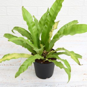 Bird Nest Fern- Asplenium Nidus