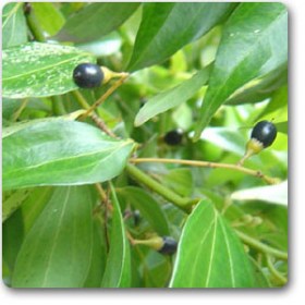 Cinnamon Bark- Dal chini