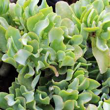 Crassula arborescens - Plan