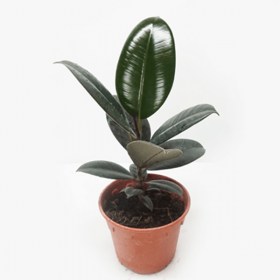 Ficus Elastica- Rubber Plant