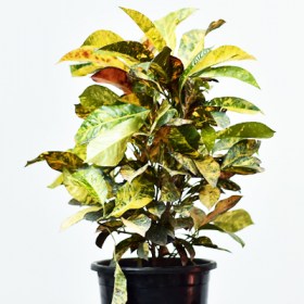 Croton Variegatum Magnificent- Codiaeum V