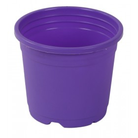 Sunrise Pot 10 cm (4") Violet