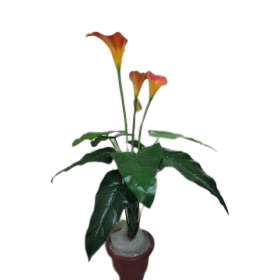 Artificial Plant Calla Lily With Pots and Pebbles
