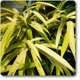 Ficus Amstel�