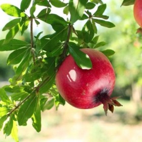 Pomegranate- Annar- Anar