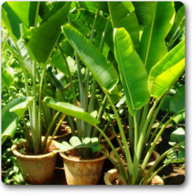 Travellar Palm - Plant