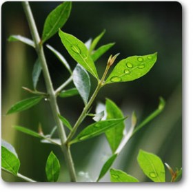 Mehndi- Mehandi� - Medicinal Plant