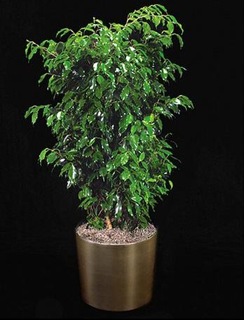 Ficus Black Big