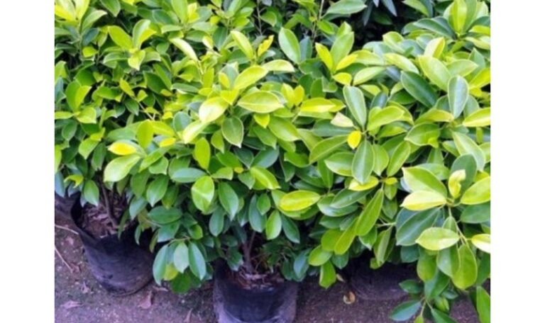 Ficus Panda Green