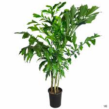Fish Tail Palm Tree