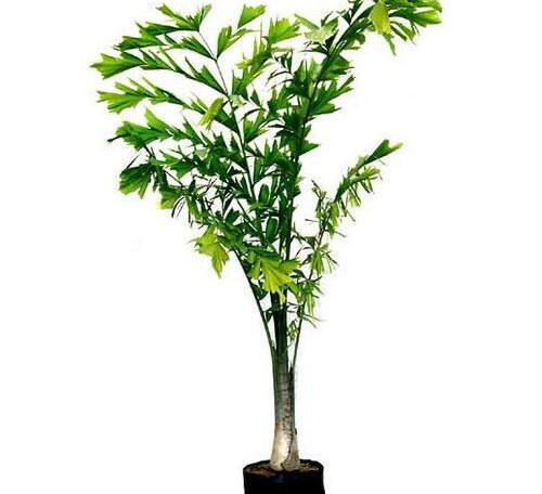 Fishtail Plant Small
