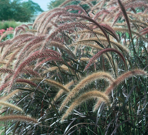 Fountain Grass