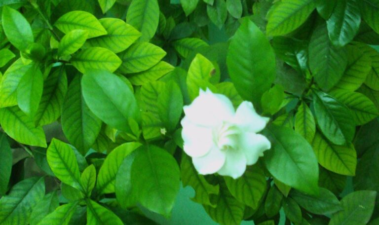 Govardhanam / Tabernaemontana Divaricata