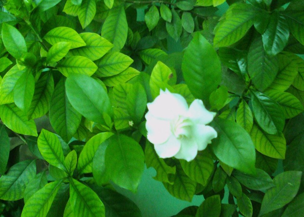 Govardhanam / Tabernaemontana Divaricata