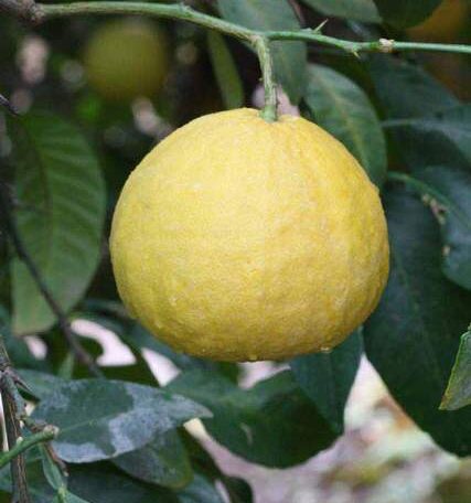 Gaja Nimma / Citrus Maxima