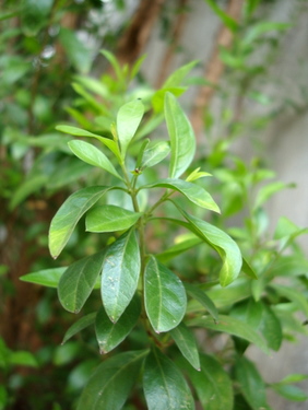 Gorintaku  - Lawsonia Inemis