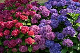 Hydrangea Plants