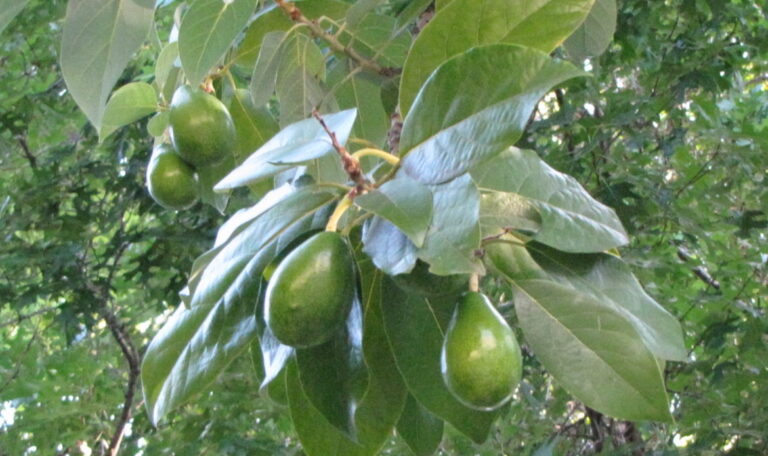 Avocado Tree - (21 Size Bag)
