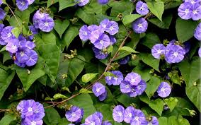 Jacquemontia Creepers