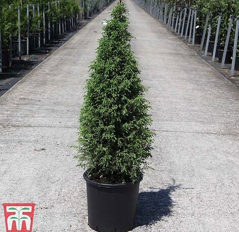 Juniperus