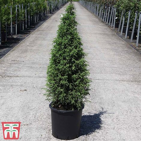 Juniperus