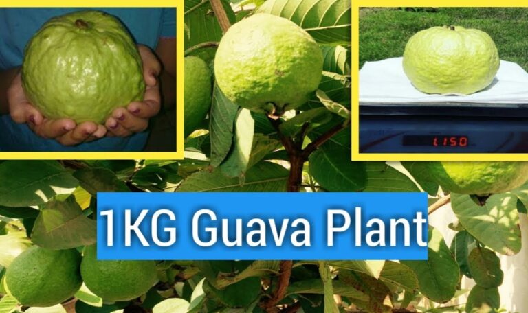 Kg Guava