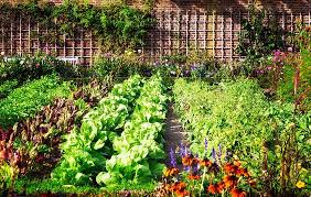 Kitchen Garden