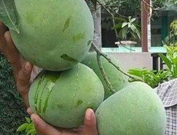 Kobbari Mango Tree Big