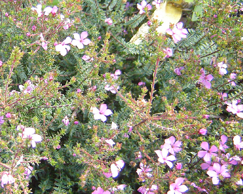 Kupiya Plant 2 Types