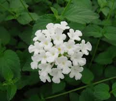 Lantana (White)